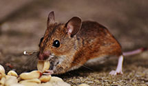 24 Hour & Emergency Exterminators in Brooklyn, PA